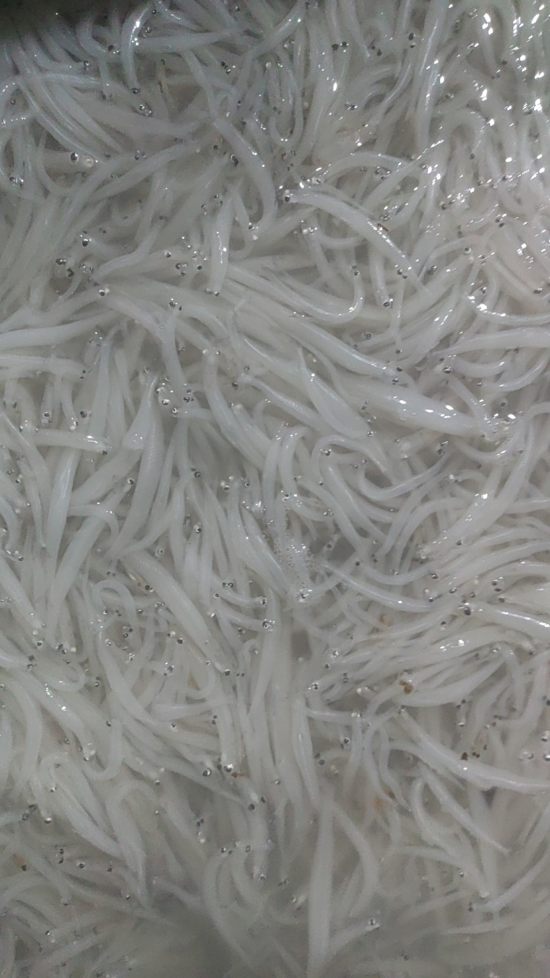 大银鱼淡水银鱼干货银鱼冻品玻璃鱼面条鱼