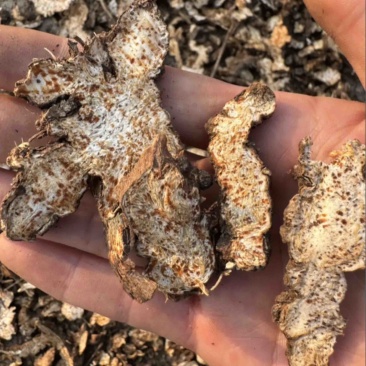【货对版气味浓】苍术朱砂点苍术正品生苍术干货苍术片