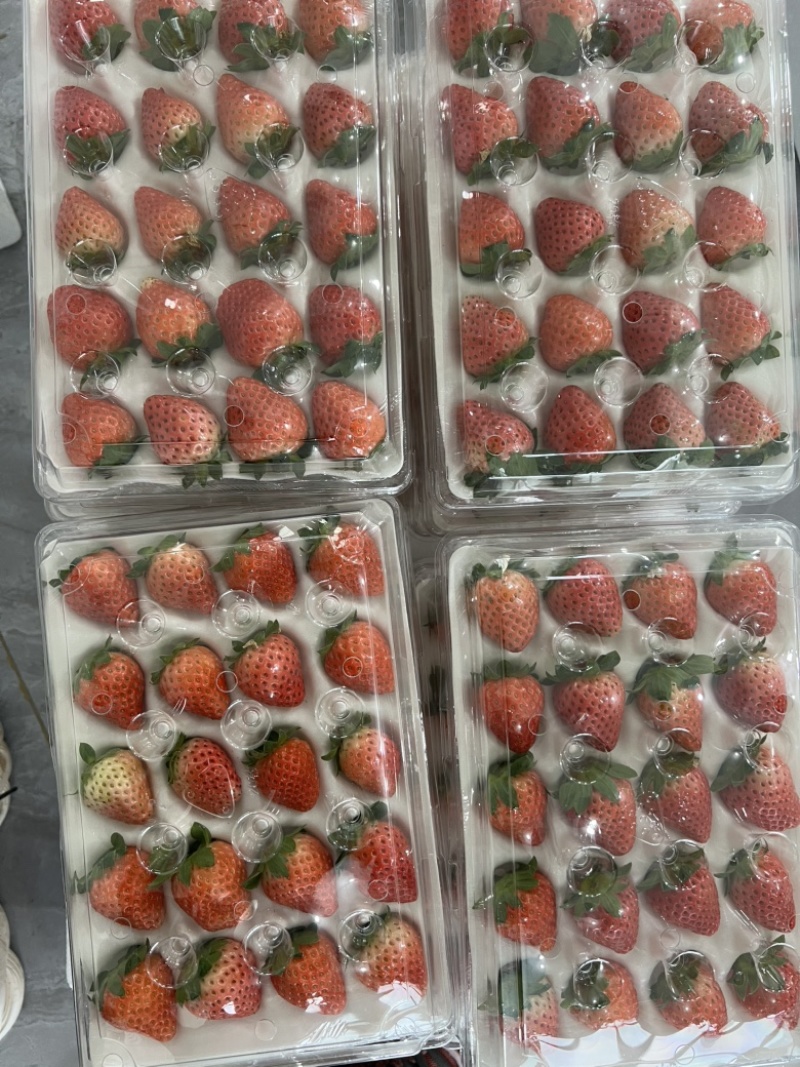 贾汪万亩精品奶油草莓现摘现发全国供货