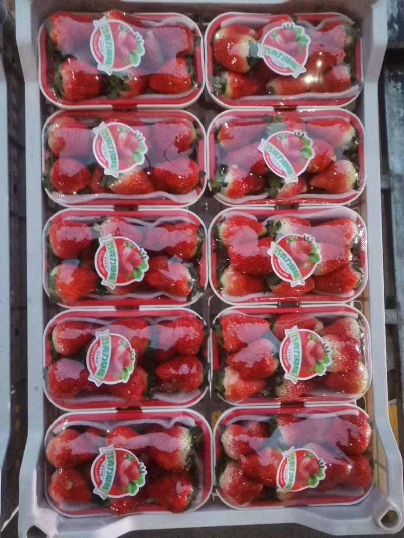 贾汪万亩精品奶油草莓现摘现发全国供货