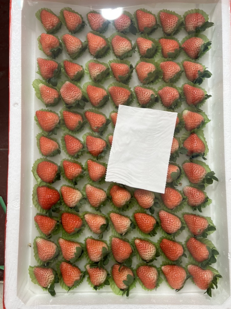 贾汪万亩精品奶油草莓现摘现发全国供货