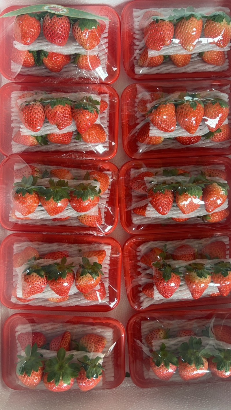 贾汪万亩精品奶油草莓现摘现发全国供货