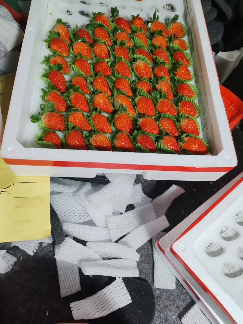 贾汪万亩精品奶油草莓现采现发全国供货