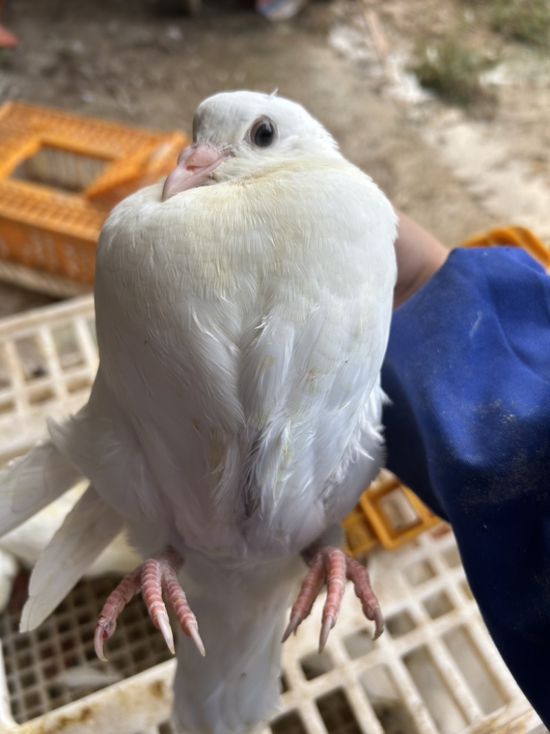 丰毛中鸽