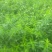 新鲜地参现挖地笋虫虫草参地蚕子地藕银条菜泽兰