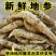 新鲜地参现挖地笋虫虫草参地蚕子地藕银条菜泽兰