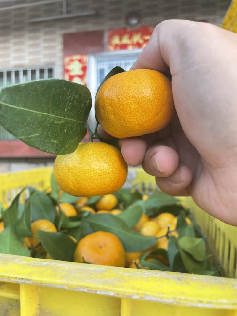 八月桔中果