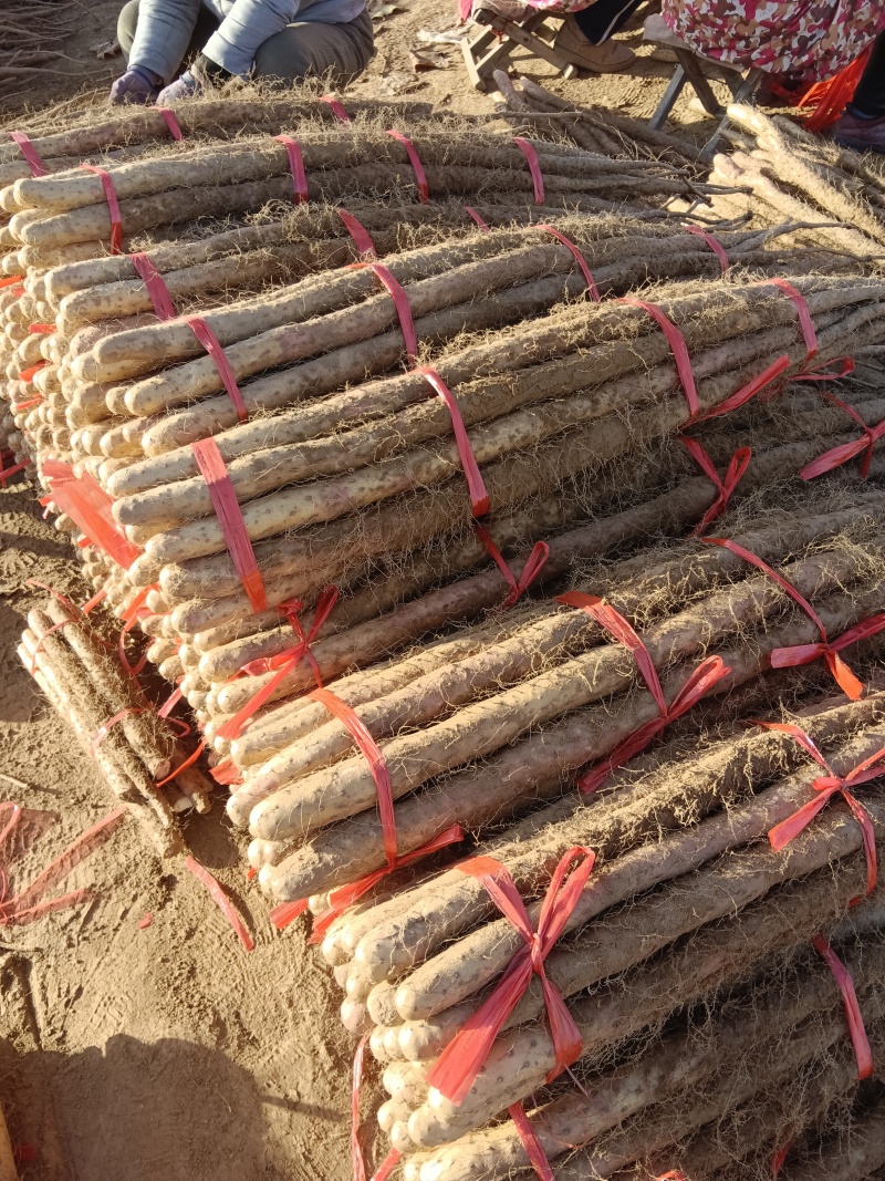河北临漳县铁棍山药