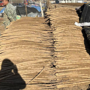 铁棍山药产地直发一手货源，诚招合作！