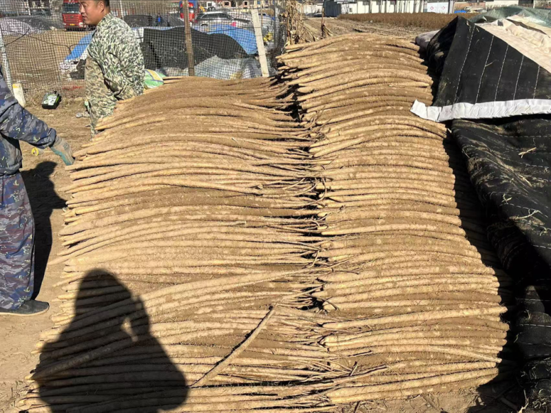 铁棍山药产地直发一手货源，诚招合作！