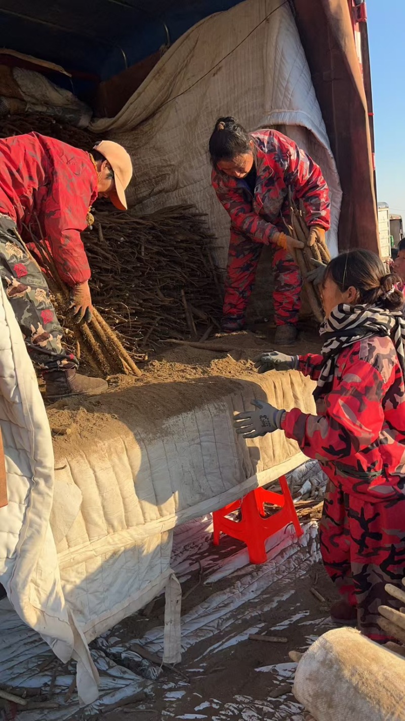 铁棍山药产地直发一手货源，诚招合作！