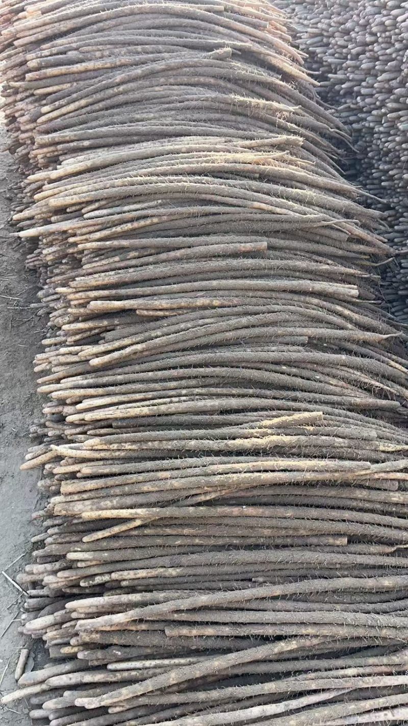 铁棍山药产地直发一手货源，诚招合作！