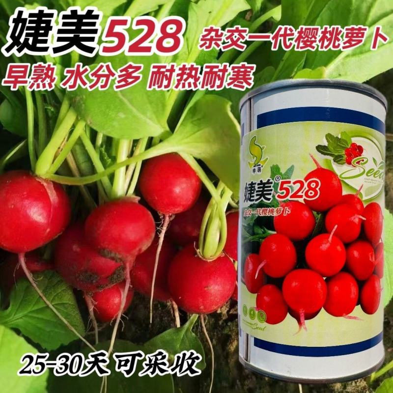 申萌婕美528樱桃萝卜种子早熟一代杂交蔬菜种子小萝卜红丁