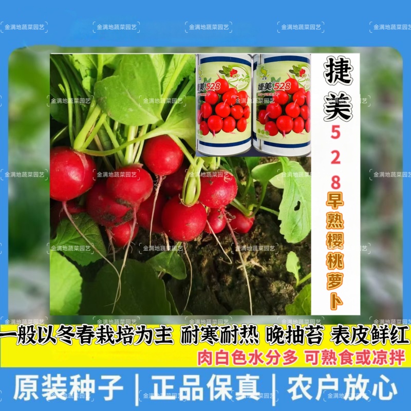 申萌婕美528樱桃萝卜种子早熟一代杂交蔬菜种子小萝卜红丁