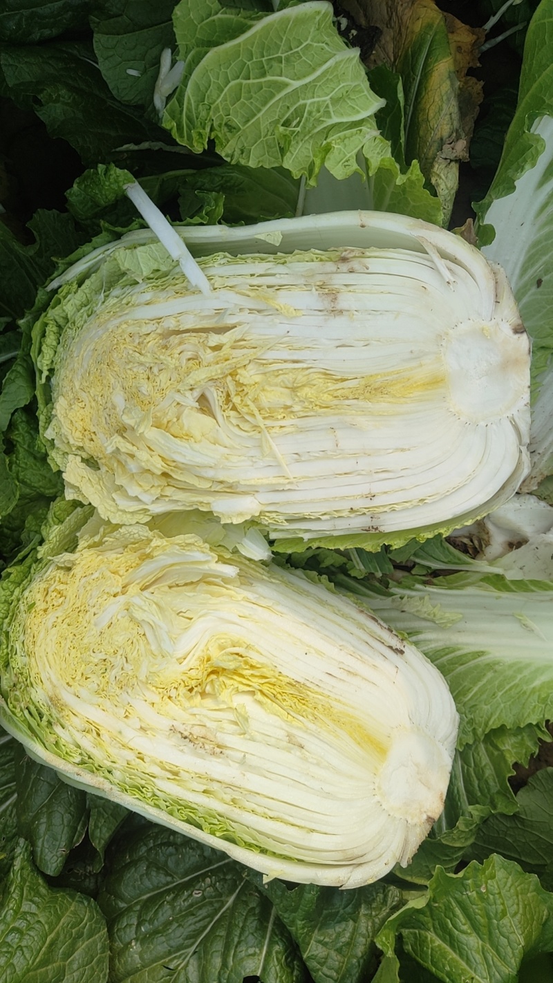 陆地矮颗黄心白菜，无烧心，456标准