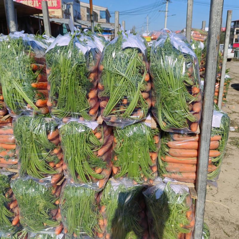 精品沙地胡萝卜专业全国代发代收质量有保障一手货源全国发货