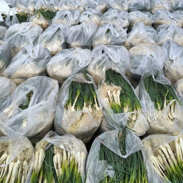 精品荞苗，荞头