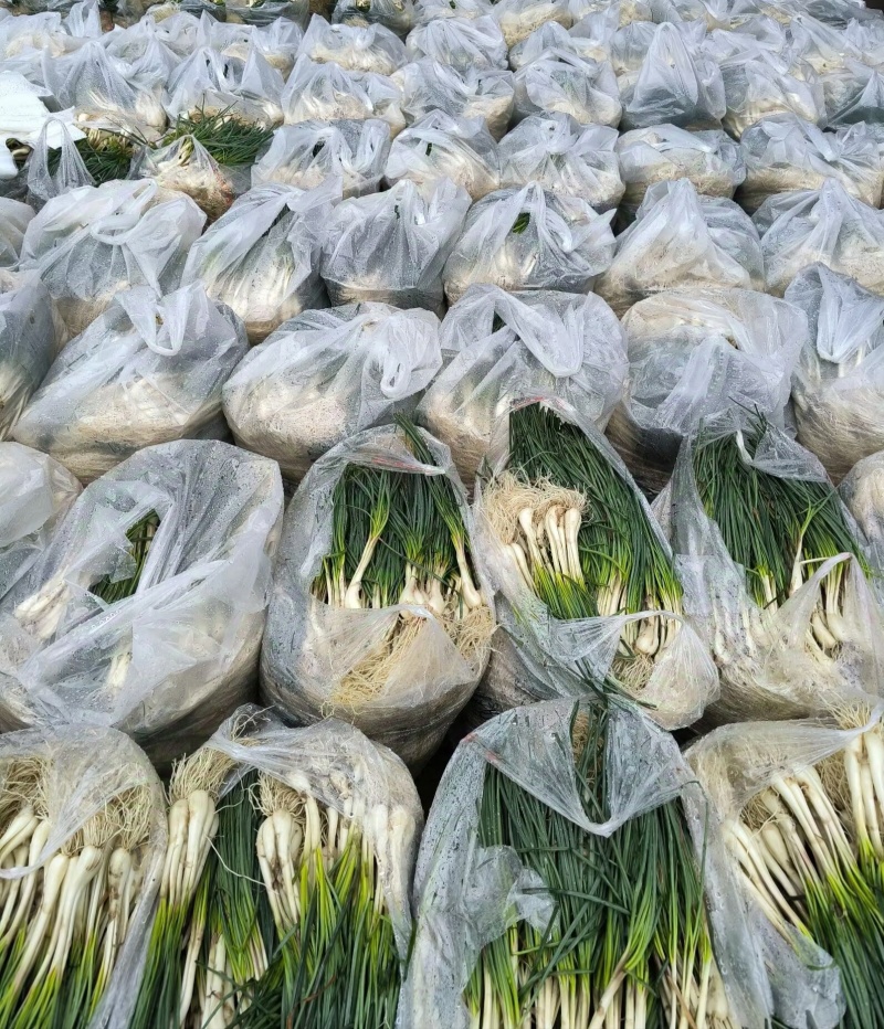 精品荞苗，荞头
