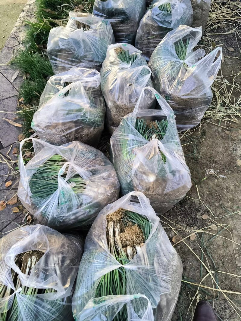 精品荞苗，荞头