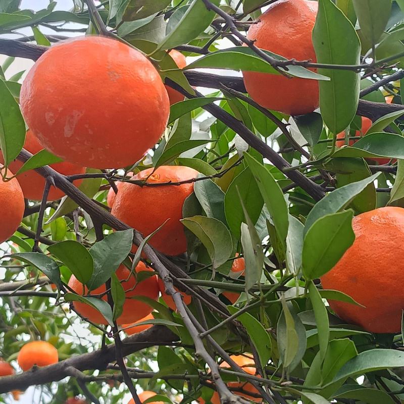 万州红橘
