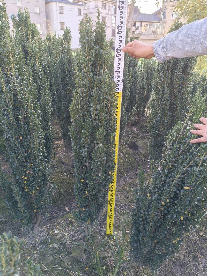 直立冬青高度1.5m、1.8m基地有量，价格优，欢迎订购