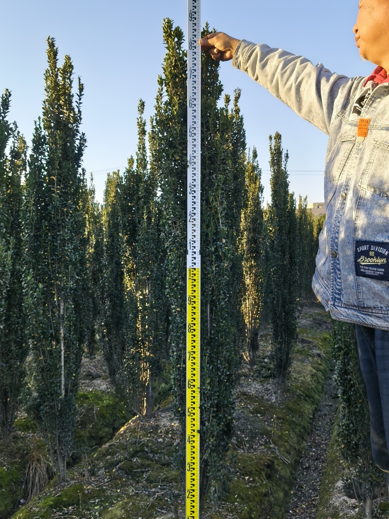 直立冬青高度1.5m、1.8m基地有量，价格优，欢迎订购