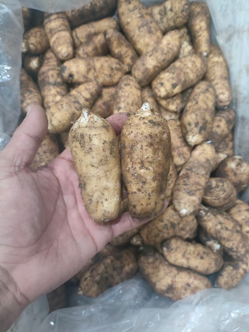 长白山地产鲜天麻