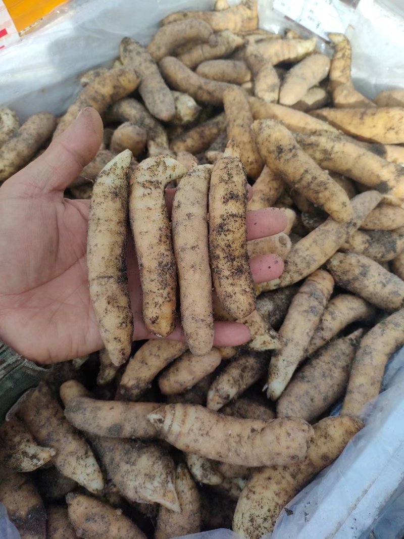 长白山地产鲜天麻