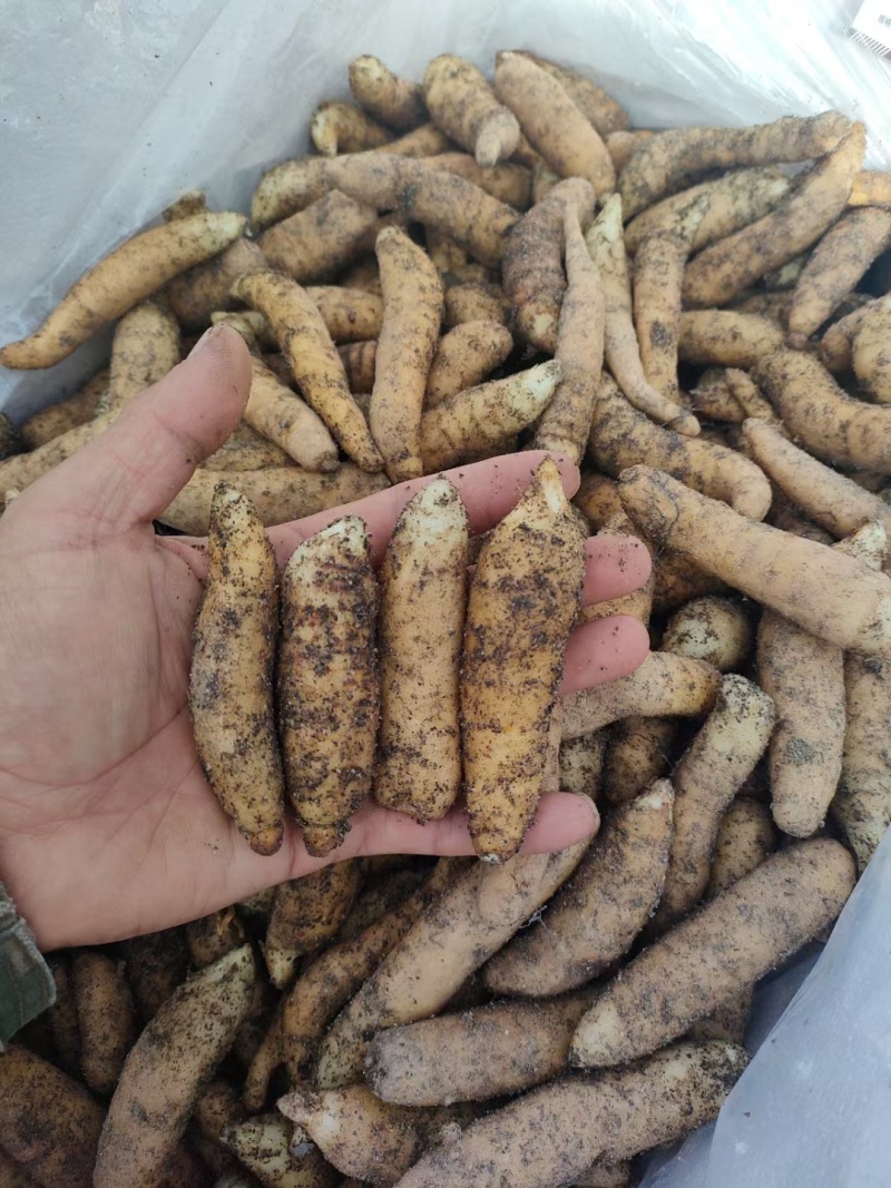 长白山地产鲜天麻