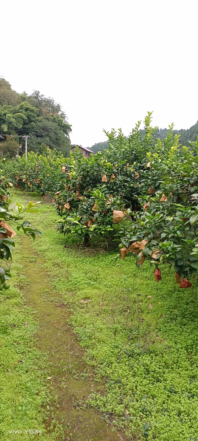 安岳柠檬尤力克新鲜柠檬现货大中小一二三级皮薄汁多质量保证