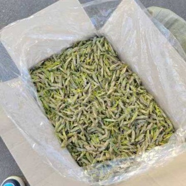 蚂蚱（稻黄）