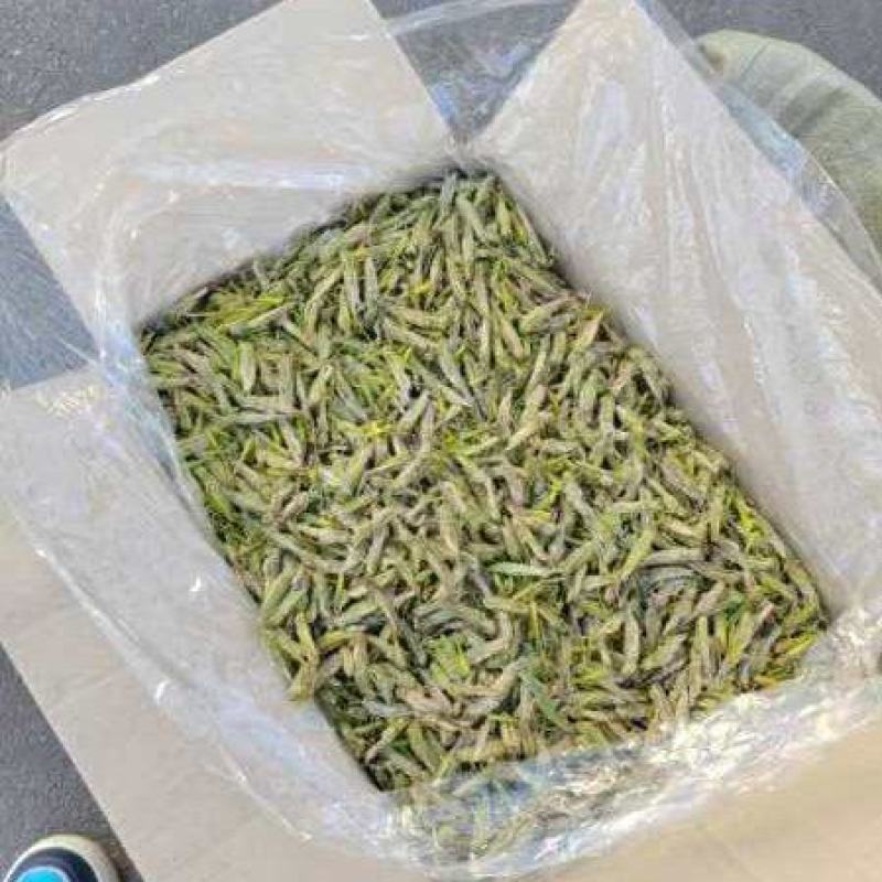 蚂蚱（稻黄）