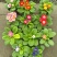 报春花
