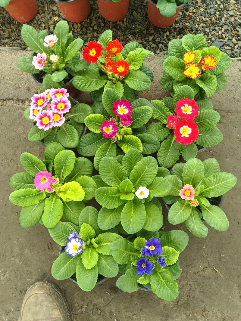 报春花