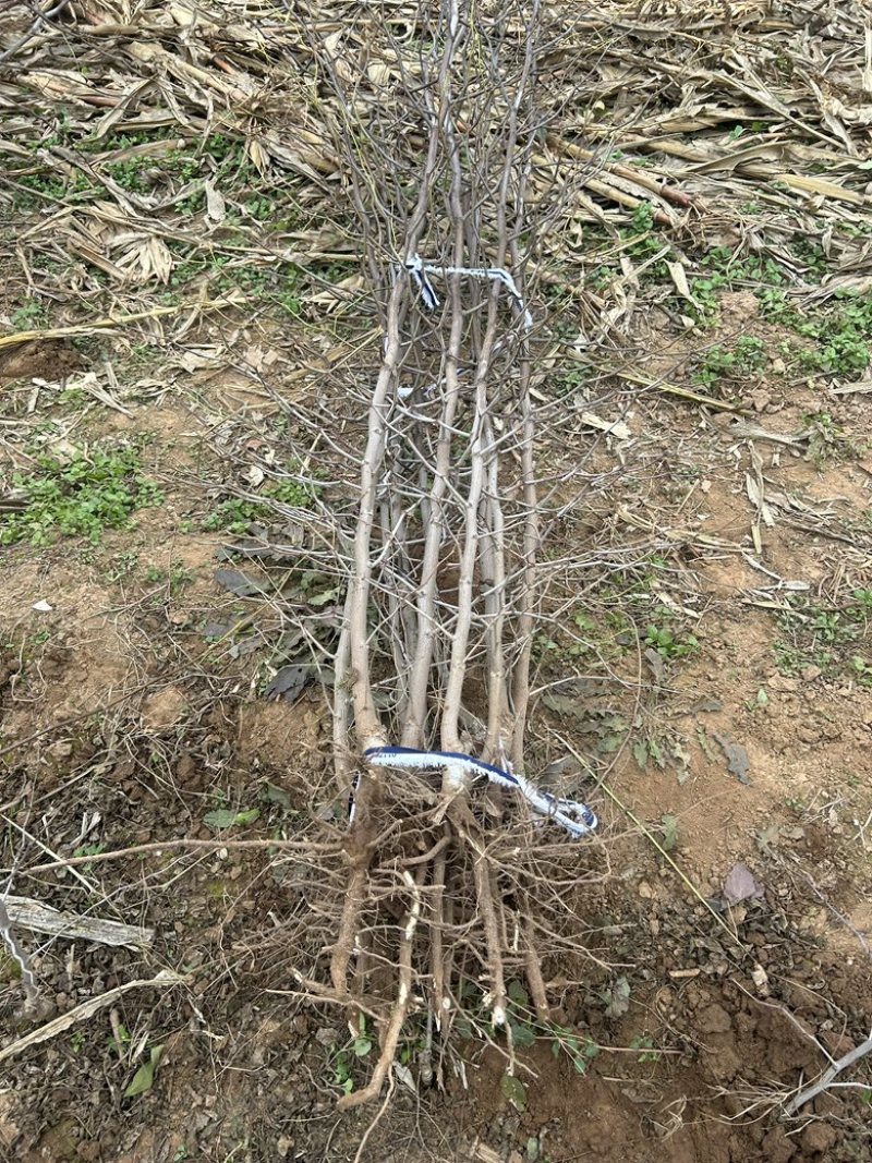 枣树苗优质矮化冬枣苗蟠枣苗八八红枣包成活基地现挖