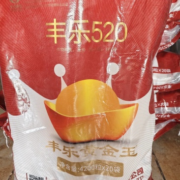 丰乐520玉米种子籽粒金黄容重高多卖粮抗病玉米种子