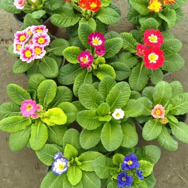 报春花