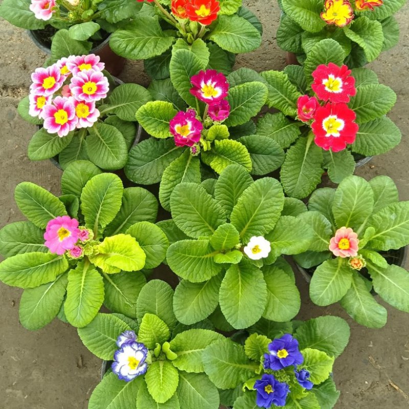 报春花