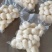 【荸荠】精品去皮荸荠产地直出诚信经营，可发往全国市场！