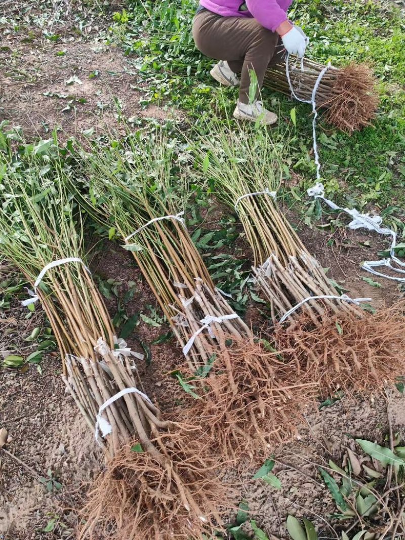 油桃桃树苗中油21中油19中油37中油25桃树苗