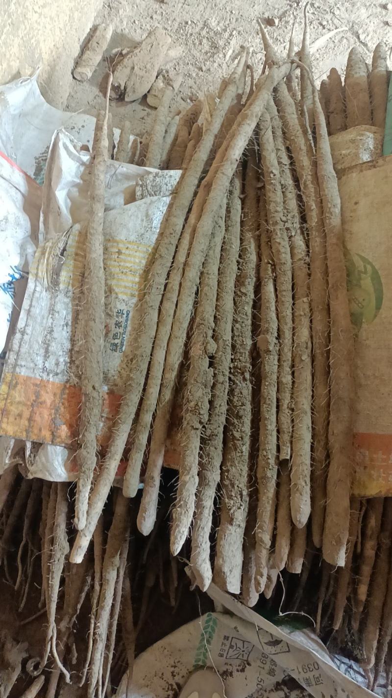 【河北麻山药】大量有货，价钱美丽可协助找车