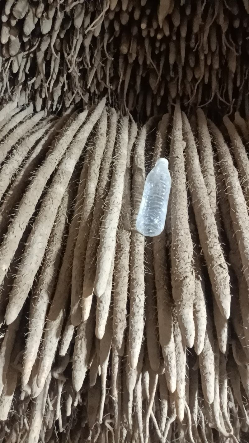 【河北麻山药】大量有货，价钱美丽可协助找车