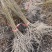 红油香椿苗基地大棚香椿树苗批发矮化香椿树苗