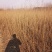红油香椿苗基地大棚香椿树苗批发矮化香椿树苗