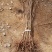 红油香椿苗基地大棚香椿树苗批发矮化香椿树苗