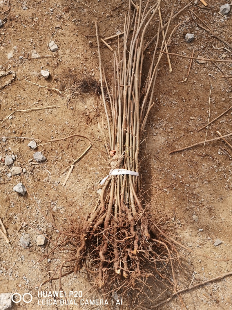 红油香椿苗基地大棚香椿树苗批发矮化香椿树苗