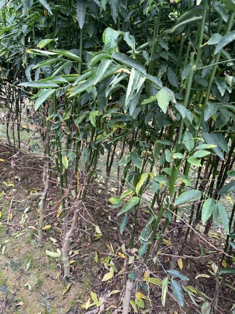 树仔菜种苗