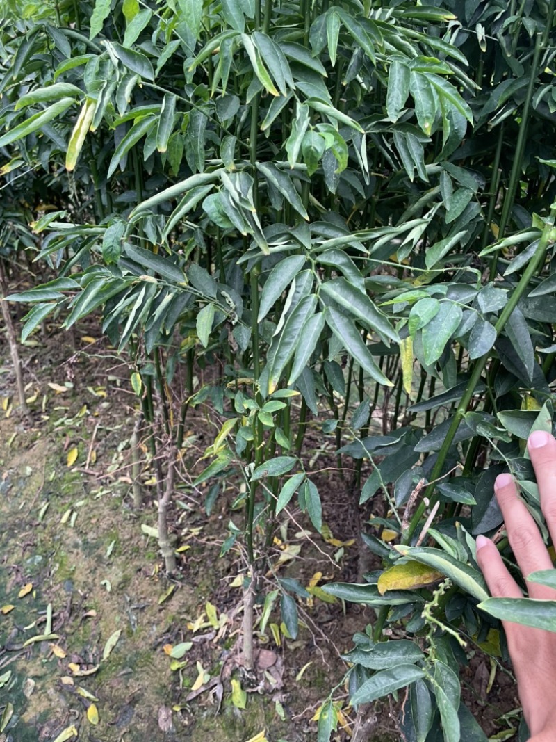 树仔菜种苗