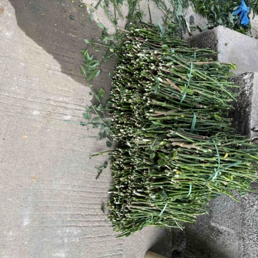 树仔菜种苗