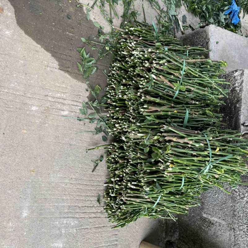 树仔菜种苗